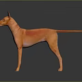 Orange Hairless Dog Standing With Alert Posture On Dark Shiny Background