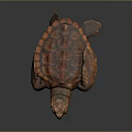 Baby Turtle With Orange Red Shell And Open Mouth On Dark Background