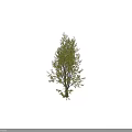 Single Arbor with Lush Green Foliage and Strong Trunk in Natural Growth Form