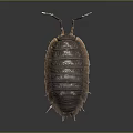 Pill Bug With Segmented Brown Exoskeleton Long Antennae And Multiple Legs On Dark Background