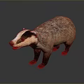 Realistic 3D Badger Model With Brown And White Fur Standing Pose