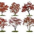 Tree Red Maple Landscape Tree Acer Maple Tree Red Leaf Tree 3d model