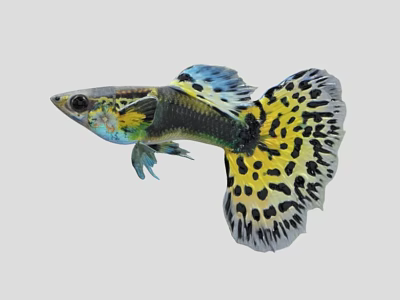 Colorful Guppy Fish With Yellow Black Spotted Tail And Blue Green Body As Aquatic Pet 3d model