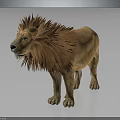 Fluffy Mane Lion Standing On Gray Background With Reflection Effect