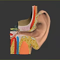 Human Ear Anatomical Structure Detailed Model With Inner Middle Outer Parts And Colorful Sections