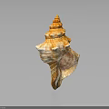 Vibrant Orange and White Conch Shell with Spiral Pattern on Dark Background Showing Reflection 3d model