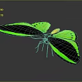 Vibrant Butterfly With Bright Green And Black Wings Displaying Striking Yellow Accents