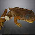 Detailed 3D Frog Model Displaying Organ Structures And Skin Texture Features