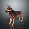 German Shepherd Dog With Brown And Black Coat Standing On Dark Reflective Surface