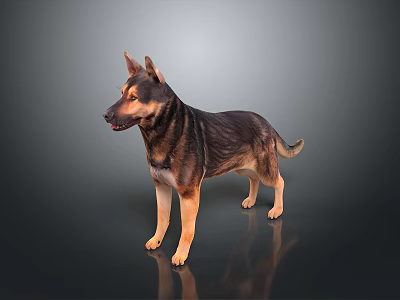 German Shepherd Dog With Brown And Black Coat Standing On Dark Reflective Surface 3d model