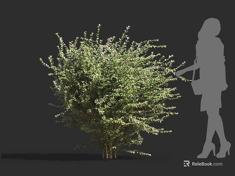 Healthy Green Leafy Shrub with Dense Foliage and Standing Female Silhouette 3d model 