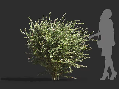 Healthy Green Leafy Shrub with Dense Foliage and Standing Female Silhouette 3d model