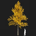 Two Yellow Leaf Trees Plant Combination With Golden Foliage And Human Silhouette