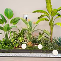 Indoor Plant Arrangement With Large Green Leaves Various Tropical Plants And White Decorative Balls