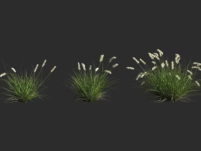 Green Leaf Shrubs with White Flowers in Three Different Sizes for Landscaping 3d model