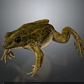 Realistic Yellow Green Spotted Frog With Detailed Body Legs And Eyes