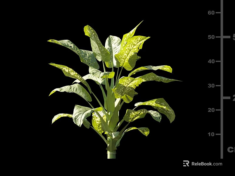 Vibrant Lush Tropical Plant With Large Green Yellow Variegated Leaves 3d model 