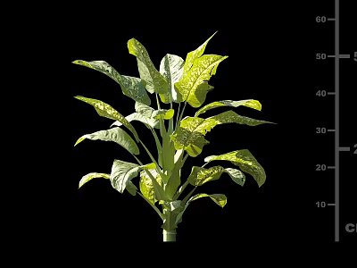 Vibrant Lush Tropical Plant With Large Green Yellow Variegated Leaves 3d model