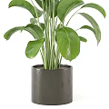 Lush Indoor Potted Plant with Large Green Leaves in Gray Pot