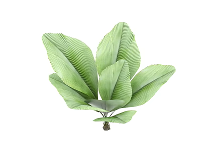 Lush Green Arbor Leaves With Vibrant Large Foliage For Garden Decoration 3d model