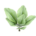 Lush Green Arbor Leaves With Vibrant Large Foliage For Garden Decoration