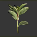 Green Leaf Plant With Yellow Stripes And White Bell Shaped Flowers On Red Stem