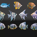 Colorful Aquatic Animals Various Species With Striped Patterns And Vibrant Fins