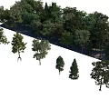 Diverse Arbor Trees With Different Heights And Lush Green Foliage In Natural Scene