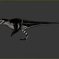 Realistic Pterosaur Dinosaur 3D Model With Spread Wings Sharp Teeth And Black White Body