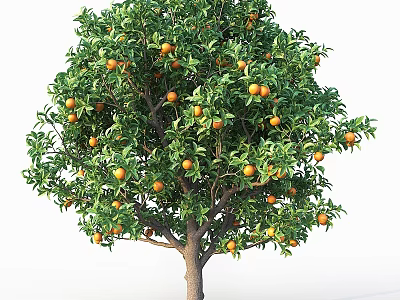 Garden Accent Vibrant Orange Tree Bearing Ripe Fruits And Lush Green Leaves 3d model