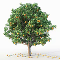 Garden Accent Vibrant Orange Tree Bearing Ripe Fruits And Lush Green Leaves