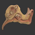 Human Ear Organ 3D Anatomical Model Showing External Middle Inner Structures Cochlea Ossicles 3d model