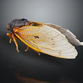 Macro View Of Cicada With Red Eyes Transparent Wings Yellow Edges And Black Body