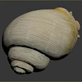 Sea Snail With Light Yellow Striped Shell And Spiral Base On Dark Background