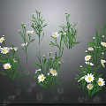 Multiple Daisies With White Petals Yellow Centers And Green Stems On Dark Background