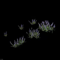 Fresh Blooming Purple Lavender Flowers With Green Leaves In Groupings