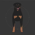 Black and Tan Rottweiler Dog with Shiny Coat Standing in Muscular Alert Pose