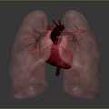 3D Rendered Human Heart And Lungs With Detailed Blood Vessel Structure