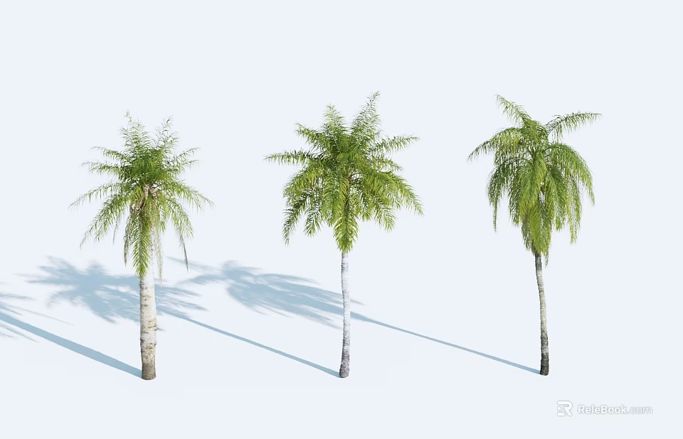 Three Palm Trees With Green Fronds And White Trunks On White Background 3d model 