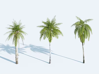 Three Palm Trees With Green Fronds And White Trunks On White Background 3d model