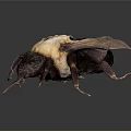 Highly Detailed 3D Bee Model With Realistic Wings And Textured Body
