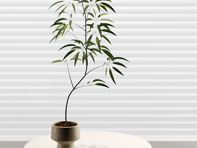 modern potted foliage plant potted 3d model