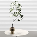 modern potted foliage plant potted 3d model