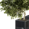 Decorative Olive Tree Bonsai Plants in Black Vertical Striped Square Pots