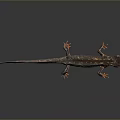 Reptile Salamander with Long Tail and Orange Red Patterns on Dark Background 3d model
