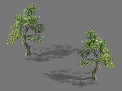 Two Arbor Trees With Twisted Trunks And Green Foliage Casting Shadows 3d model
