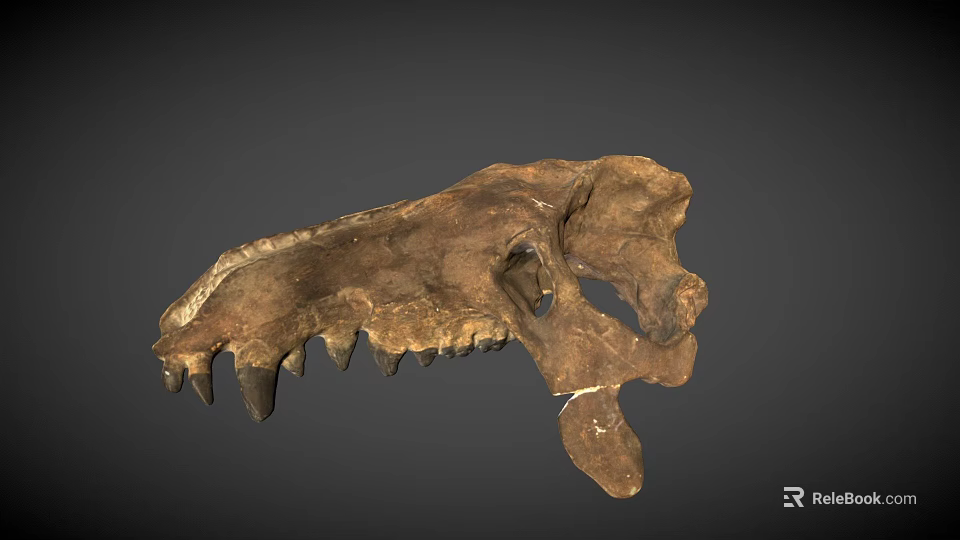 Ancient Dinosaur Skull Fossil with Sharp Teeth and Detailed Bone Structure 3d model