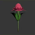 Vibrant Pink Flower Bloom With Green Leaves And Long Stem On Gray Background