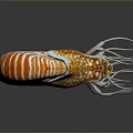Nautilus Marine Animal With Spiral Striped Orange And White Shell And Tentacles