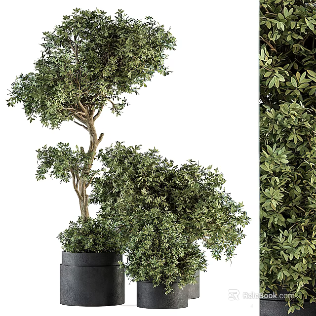 Unique Bonsai Plant With Curved Trunk And Lush Green Leaves In Black Pot 3d model 